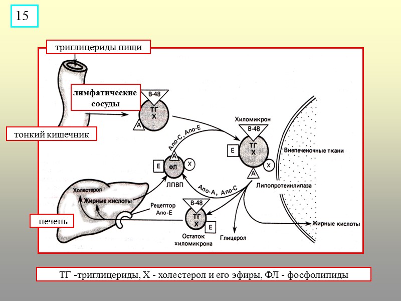 триглицериды пищи  печень тонкий кишечник лимфатические  сосуды ТГ -триглицериды, Х - холестерол